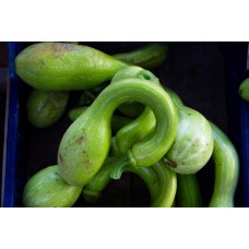 Crookneck Pumpkin 